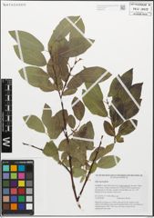 Foto von Salix myrsinifolia Salisb.